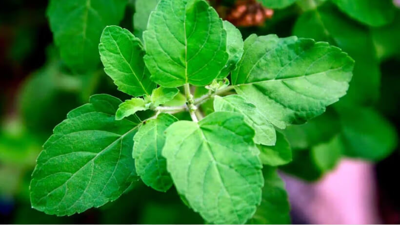 Holy Basil