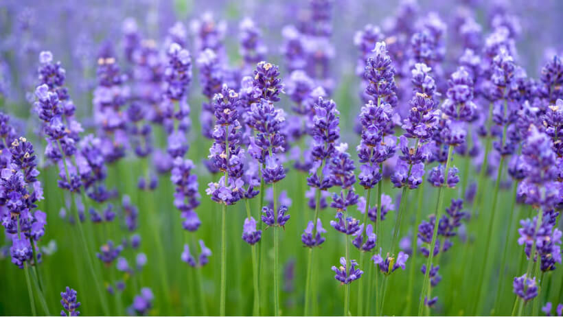 Lavender
