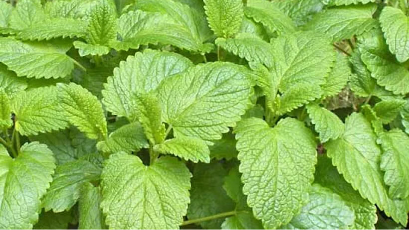Lemon Balm