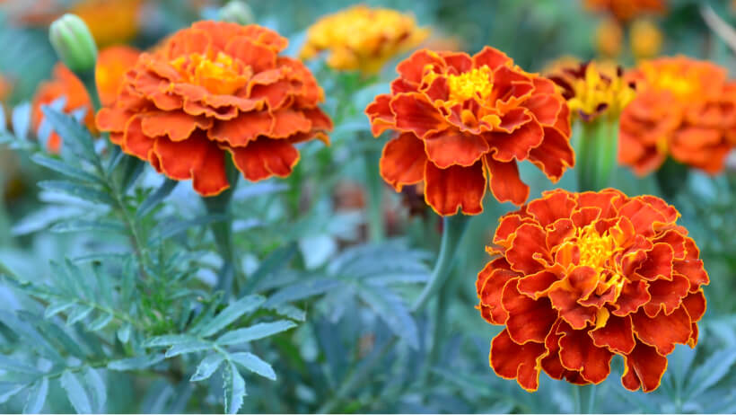 Marigolds