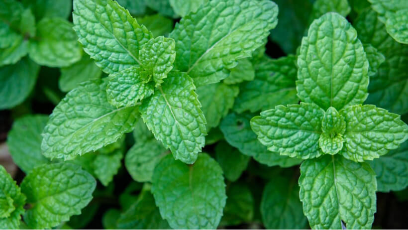 Peppermint
