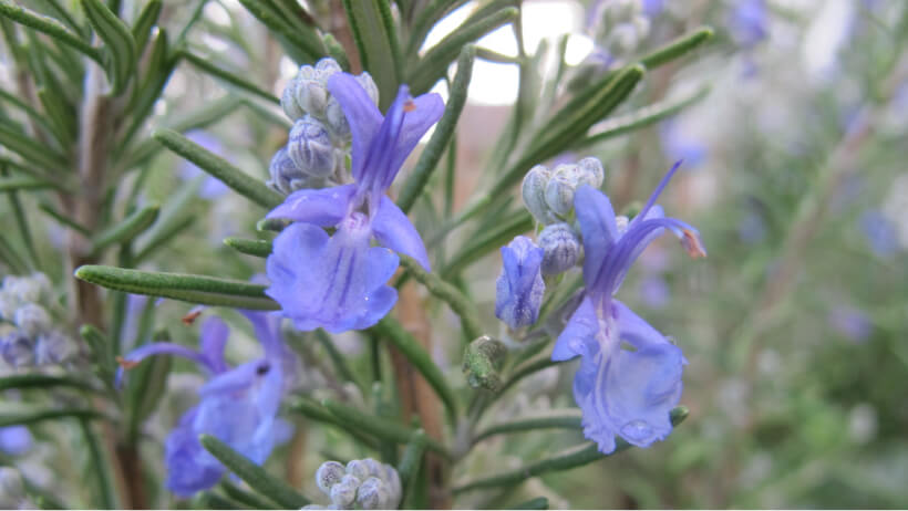 Rosemary