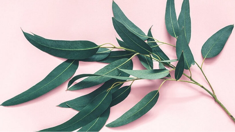 Eucalyptus